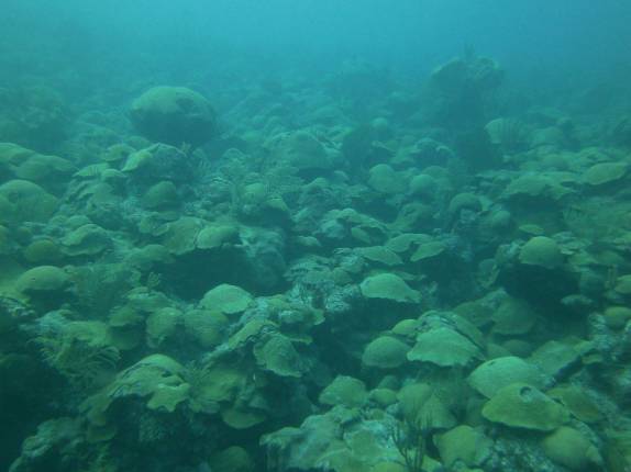 O estranho leito marinho no litoral sul de Bermuda